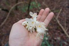 Narcissus tazetta