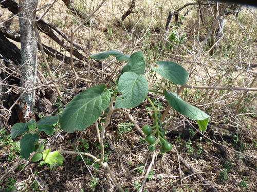 Solanum amotapense