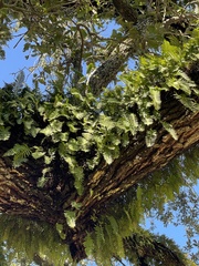 Pleopeltis michauxiana