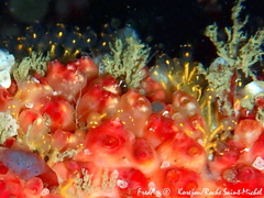 Pycnoclavella aurilucens