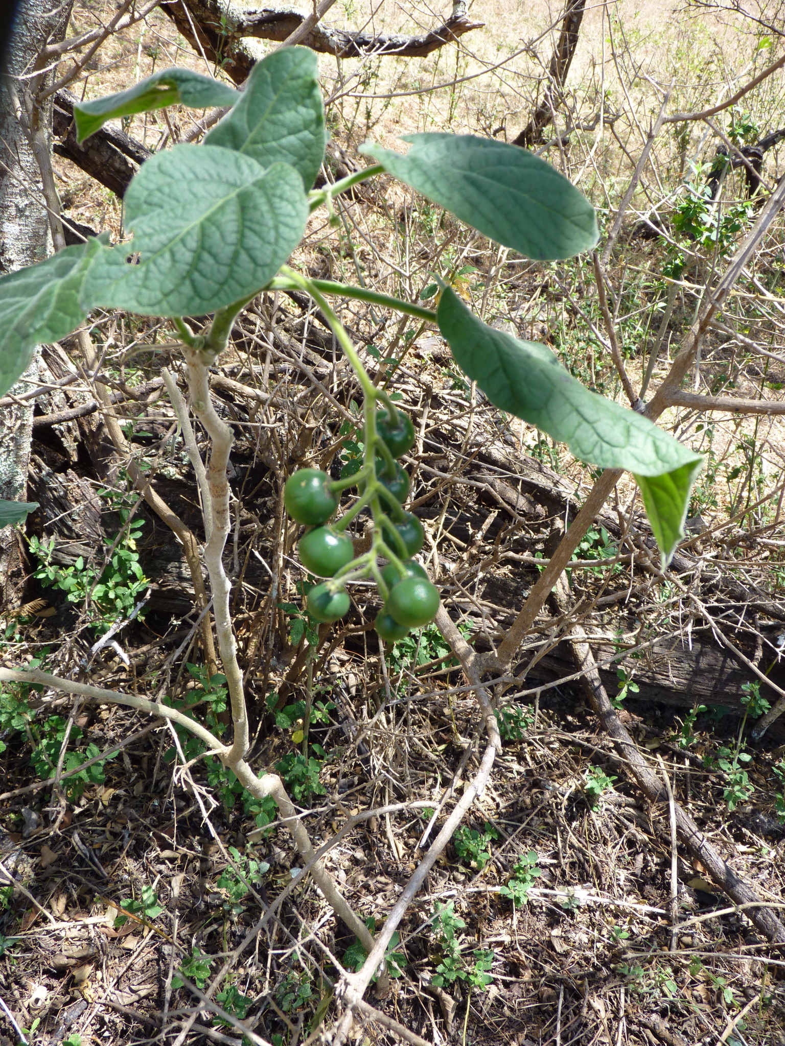 Solanum amotapense image