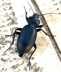 Carabus