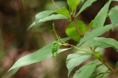 Stillingia acutifolia