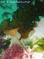 Saccharina latissima