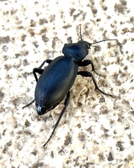 Carabus