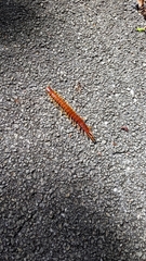 Scolopendra alternans
