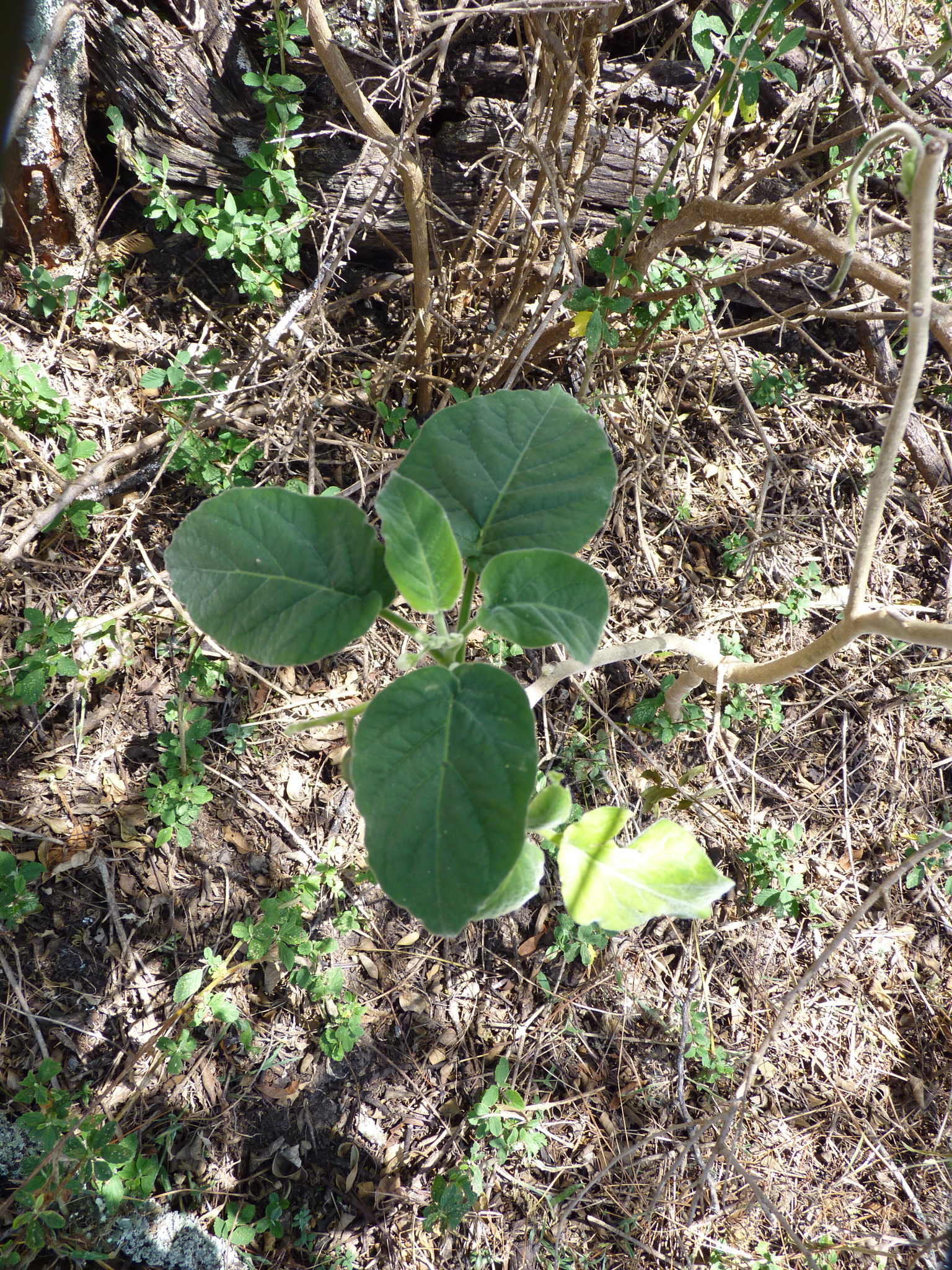 Solanum amotapense image