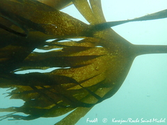 Saccorhiza polyschides