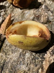 Juglans cinerea