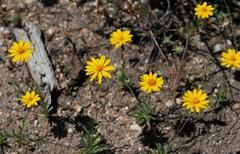 Pentachaeta aurea aurea