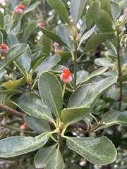 Euonymus japonicus
