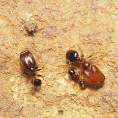 Pheidole tepicana