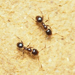 Pheidole tepicana