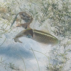 Sepioteuthis sepioidea