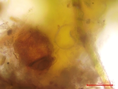 Trichodon cylindricus