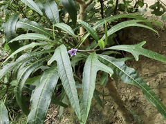 Solanum aviculare