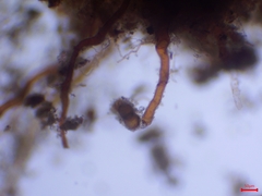 Trichodon cylindricus