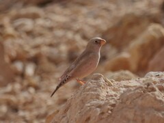 Bucanetes githagineus