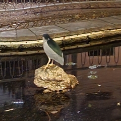 Nycticorax nycticorax