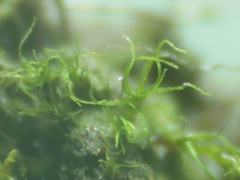 Trichodon cylindricus