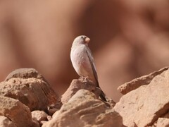 Bucanetes githagineus