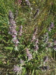 Stachys cretica