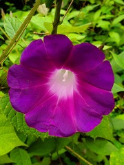 Ipomoea orizabensis orizabensis