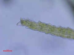 Trichodon cylindricus