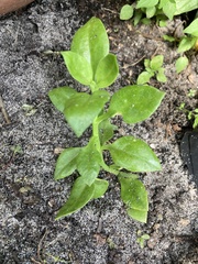 Mesembryanthemum cordifolium
