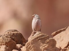 Bucanetes githagineus