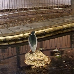 Nycticorax nycticorax