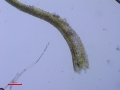 Trichodon cylindricus