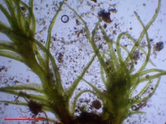 Trichodon cylindricus