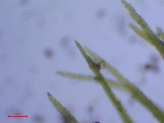 Trichodon cylindricus