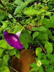 Ipomoea orizabensis orizabensis
