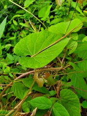 Ipomoea orizabensis orizabensis