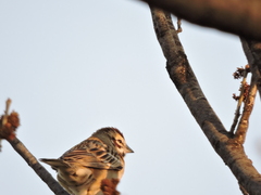 Chondestes grammacus