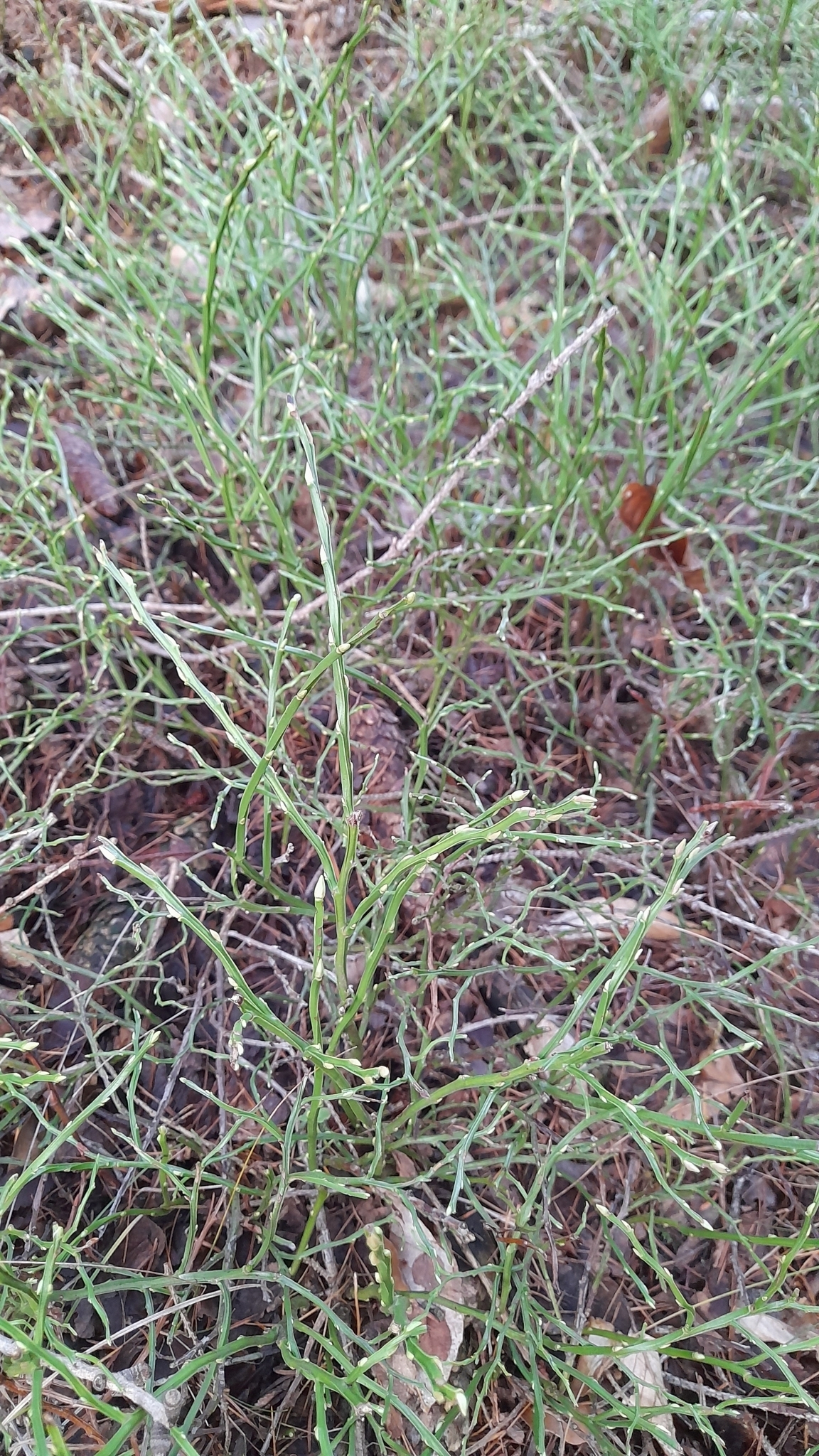 Image result for Is bermudagrass toxic to puppy dogs