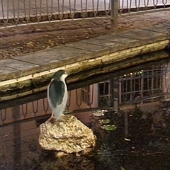 Nycticorax nycticorax