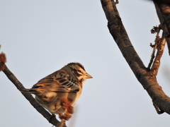 Chondestes grammacus