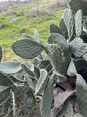 Cactaceae