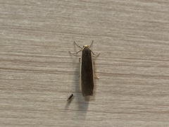 Palaeosia bicosta