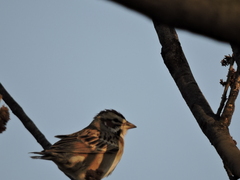 Chondestes grammacus