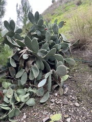 Cactaceae