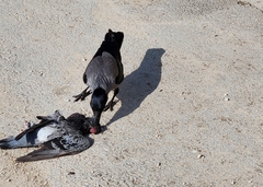 Corvus cornix