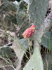 Cactaceae