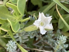 Silene undulata