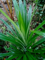 Pandanus amaryllifolius