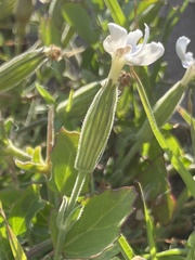 Silene undulata