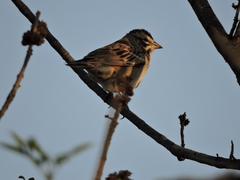 Chondestes grammacus